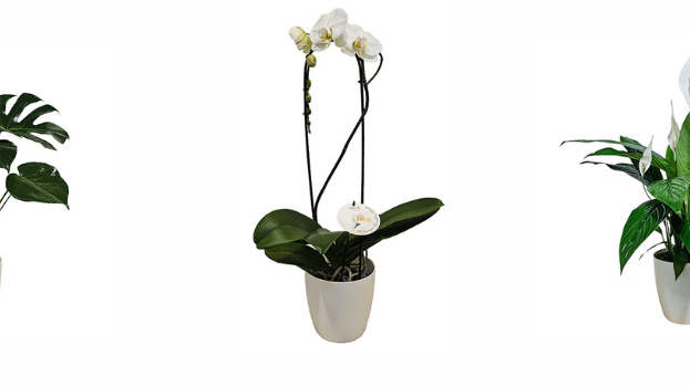 plant gifts NZ – indoor plant gift box by Spoil Me Gift Boxes