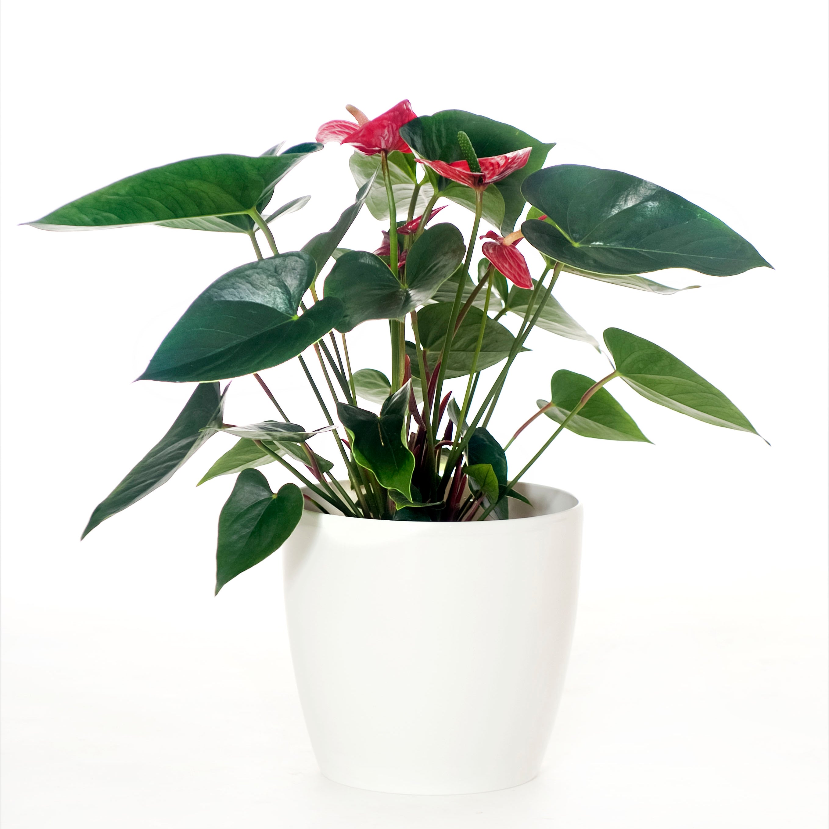 Anthurium