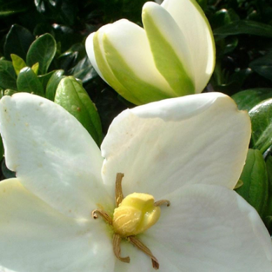 Gardenia White Flowers