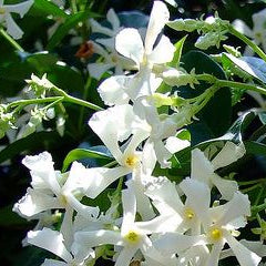Jasmine White Flowers
