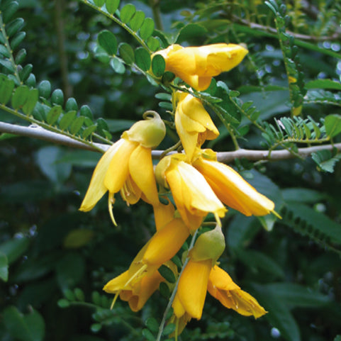 Kowhai Shrub