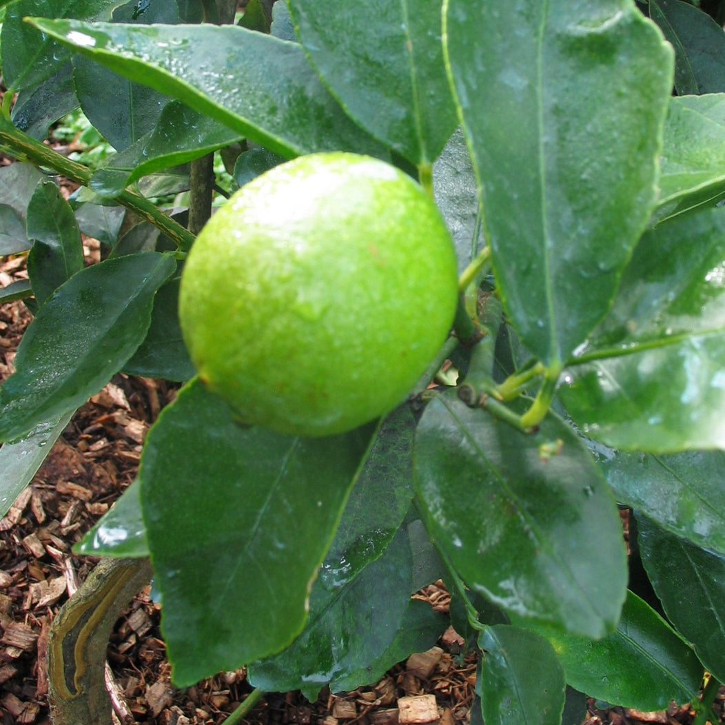 Lime Tree