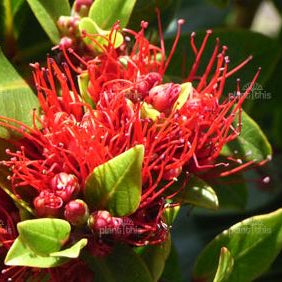 Metrosideros Vibrant Orange/Red Flowers