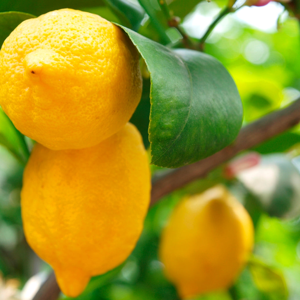Meyer Lemon Tree