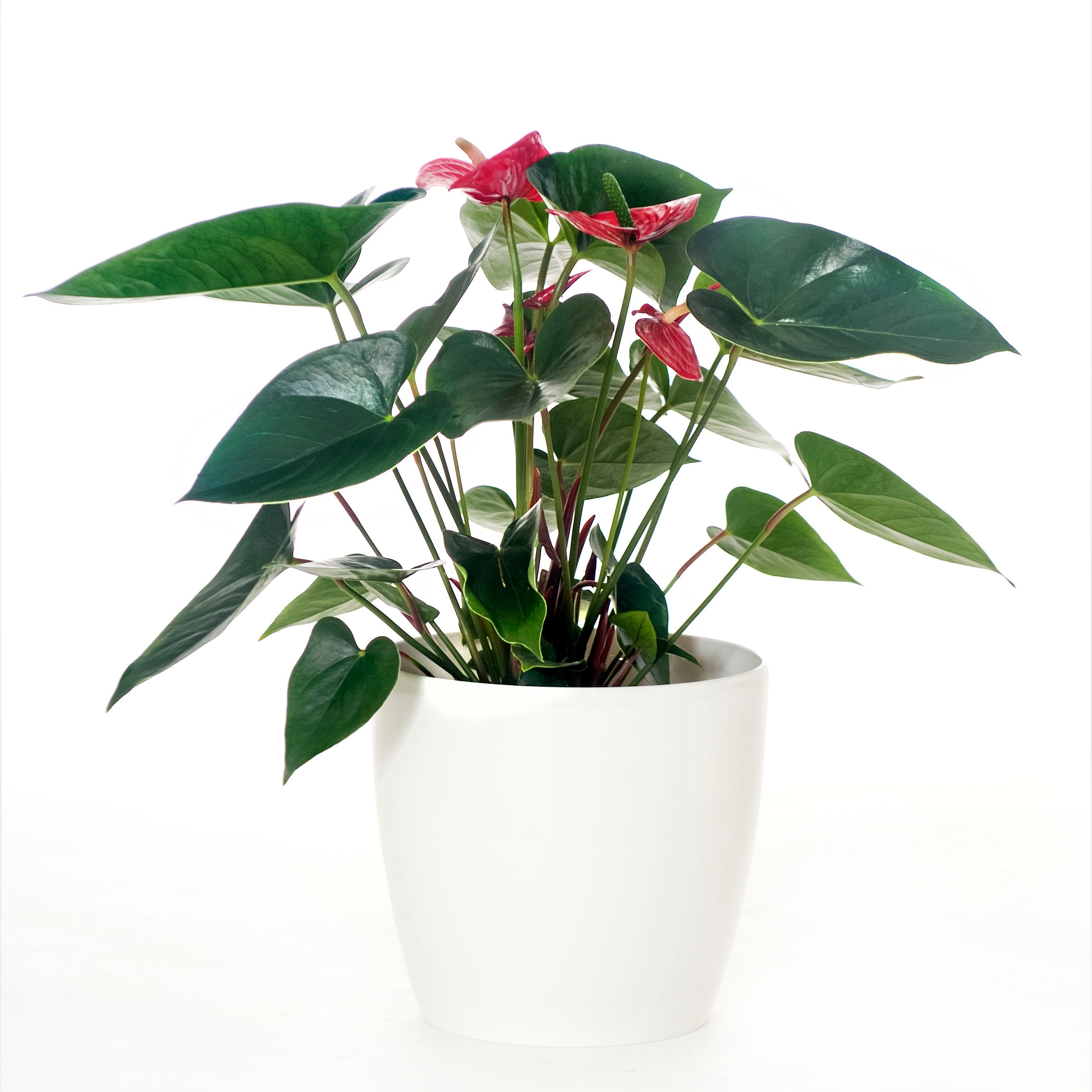 Anthurium