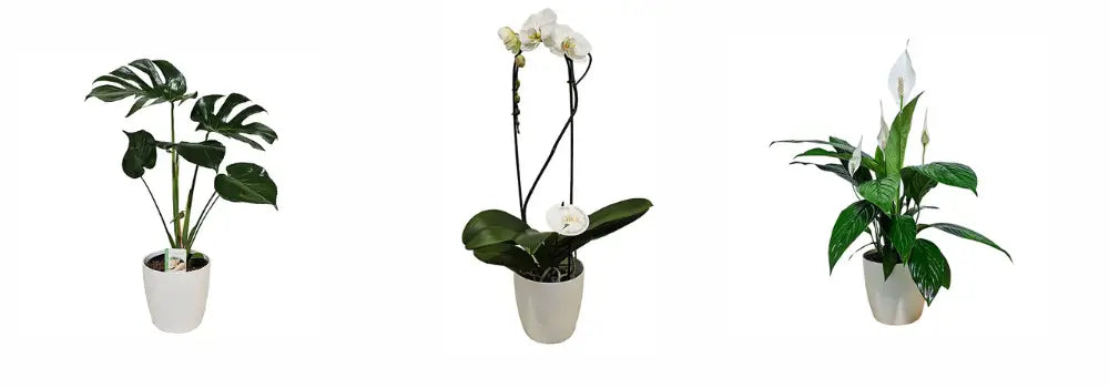 plant gifts NZ – indoor plant gift box by Spoil Me Gift Boxes