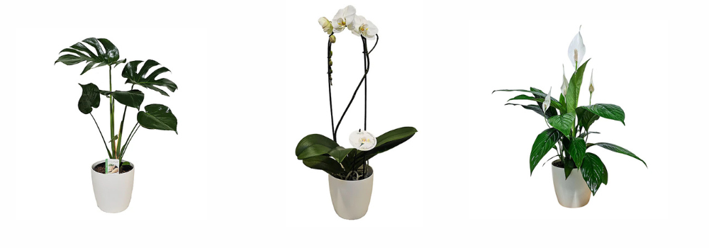 plant gifts NZ – indoor plant gift box by Spoil Me Gift Boxes