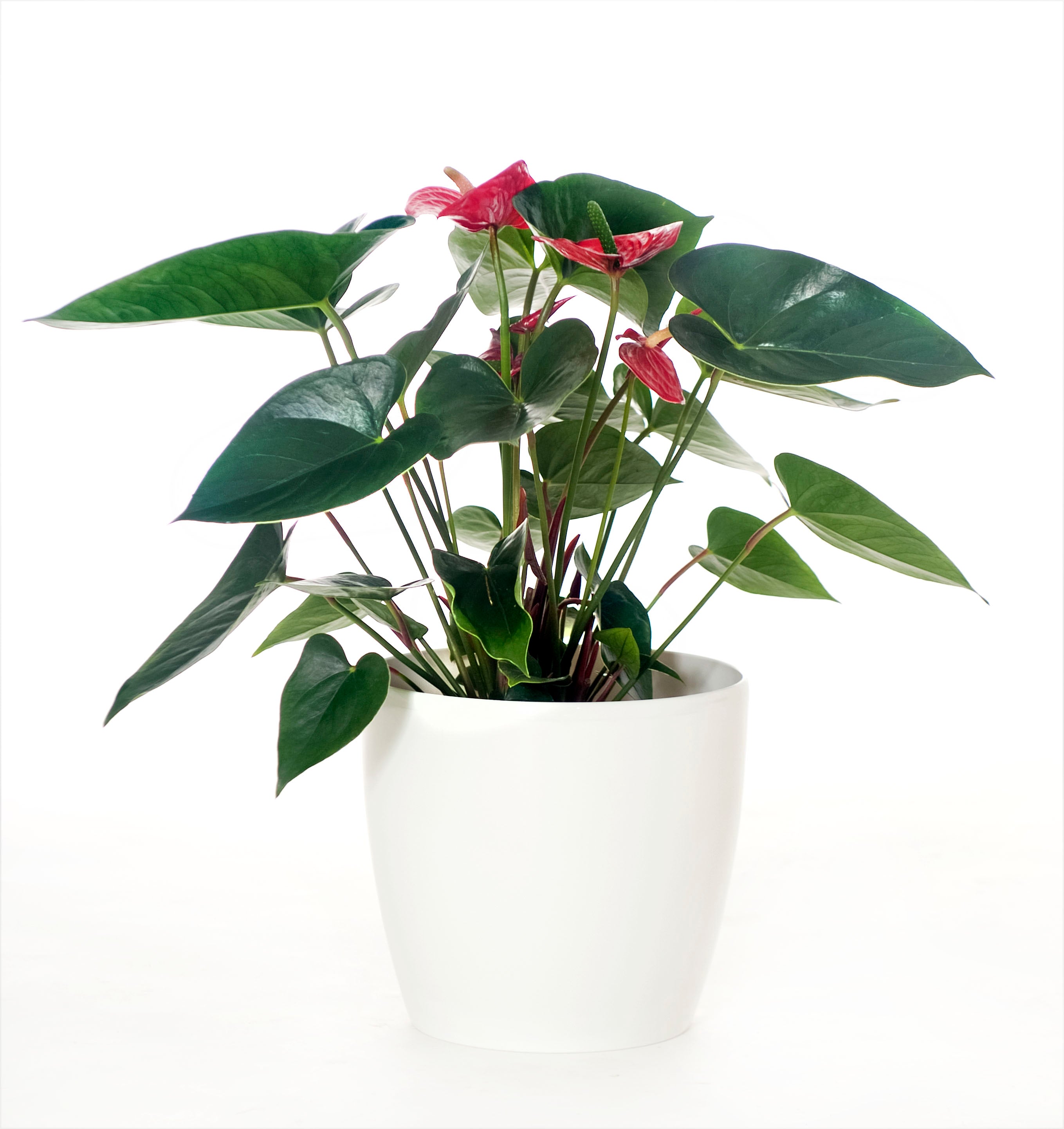 Anthurium