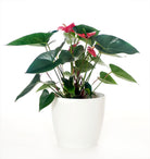 Anthurium