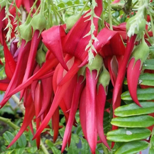 Kaka Beak