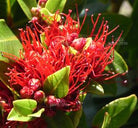 Metrosideros Vibrant Orange/Red Flowers
