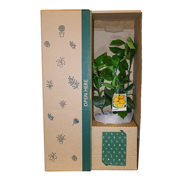 Meyer Lemon Tree