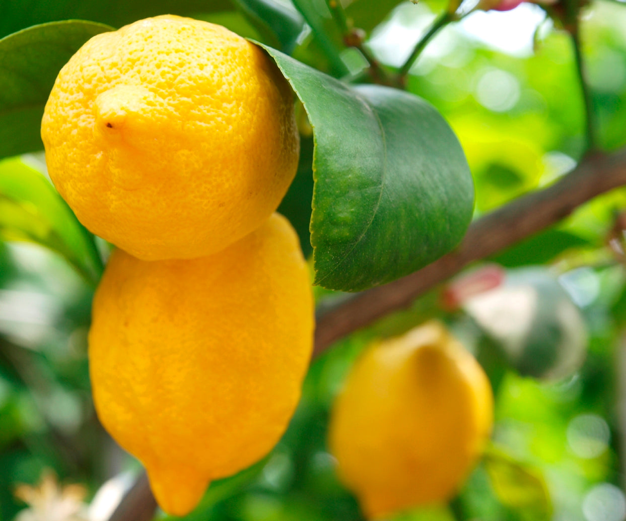 Meyer Lemon Tree