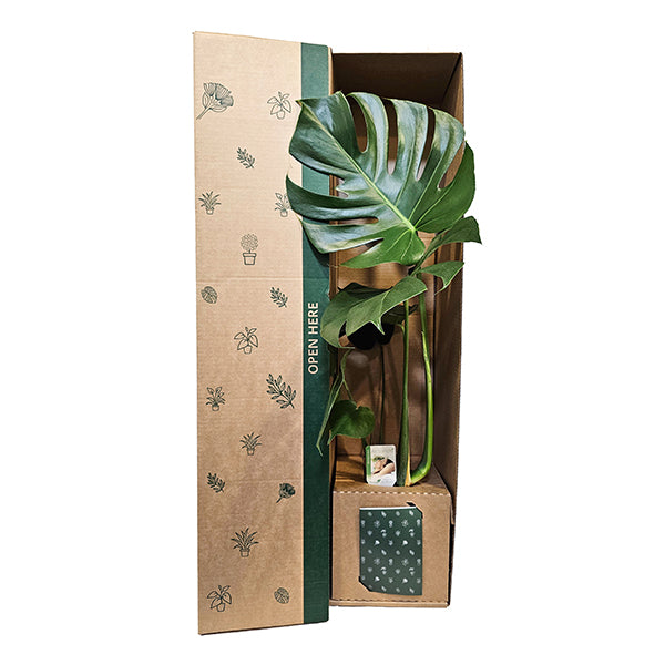 Monstera Delicoisa
