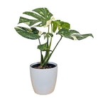 Monstera Thai Constellation