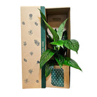 Peace Lily Foliage