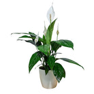 Peace Lily White Flowers